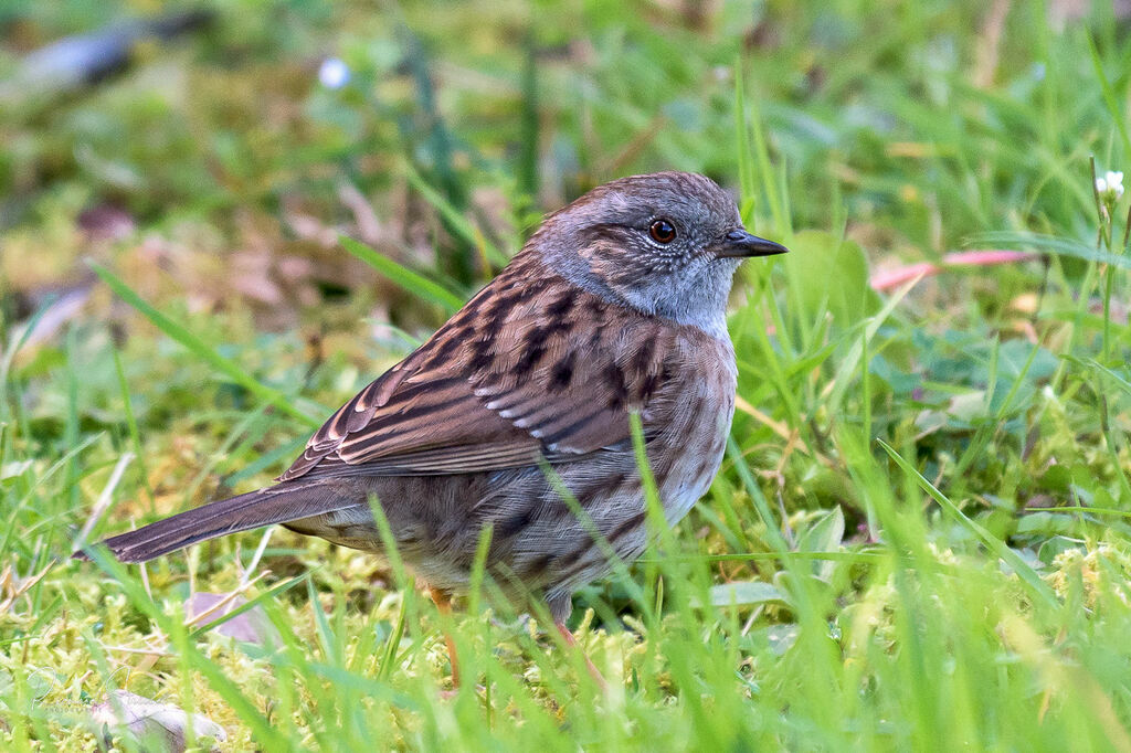 Dunnockadult, identification