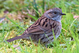 Dunnock