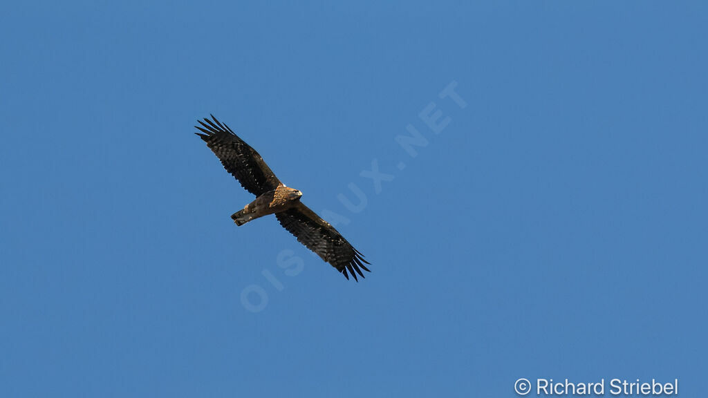 Booted Eagle