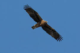 Booted Eagle