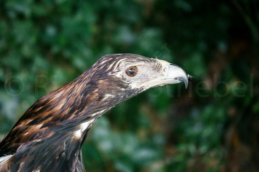 Aigle d'Australie