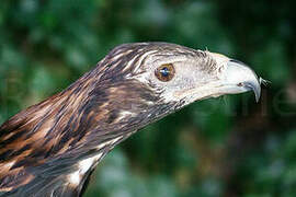 Wedge-tailed Eagle