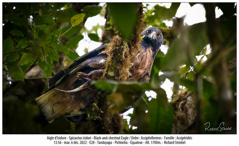 Black-and-chestnut Eagle, feeding habits, eats