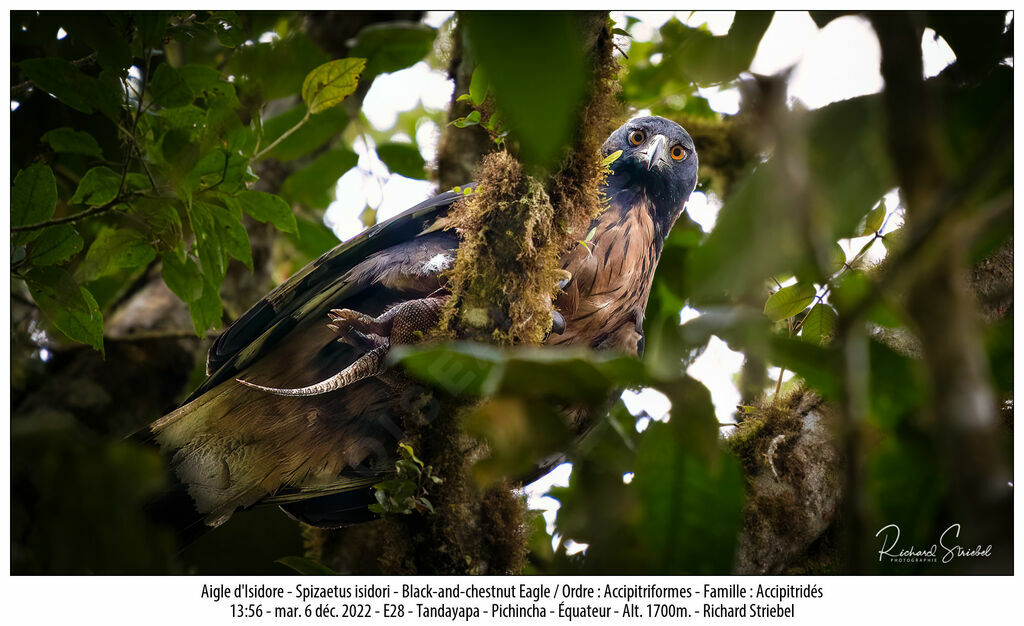 Black-and-chestnut Eagle, feeding habits, eats