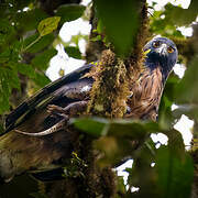 Black-and-chestnut Eagle