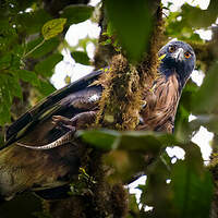 Aigle d'Isidore