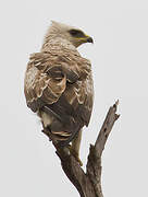 Wahlberg's Eagle