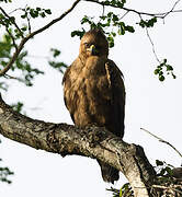 Wahlberg's Eagle