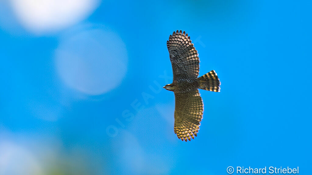 Ornate Hawk-Eagle