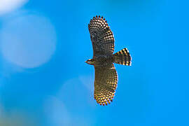 Ornate Hawk-Eagle