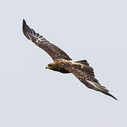 Lesser Spotted Eagle