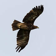 Lesser Spotted Eagle