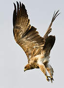 Tawny Eagle