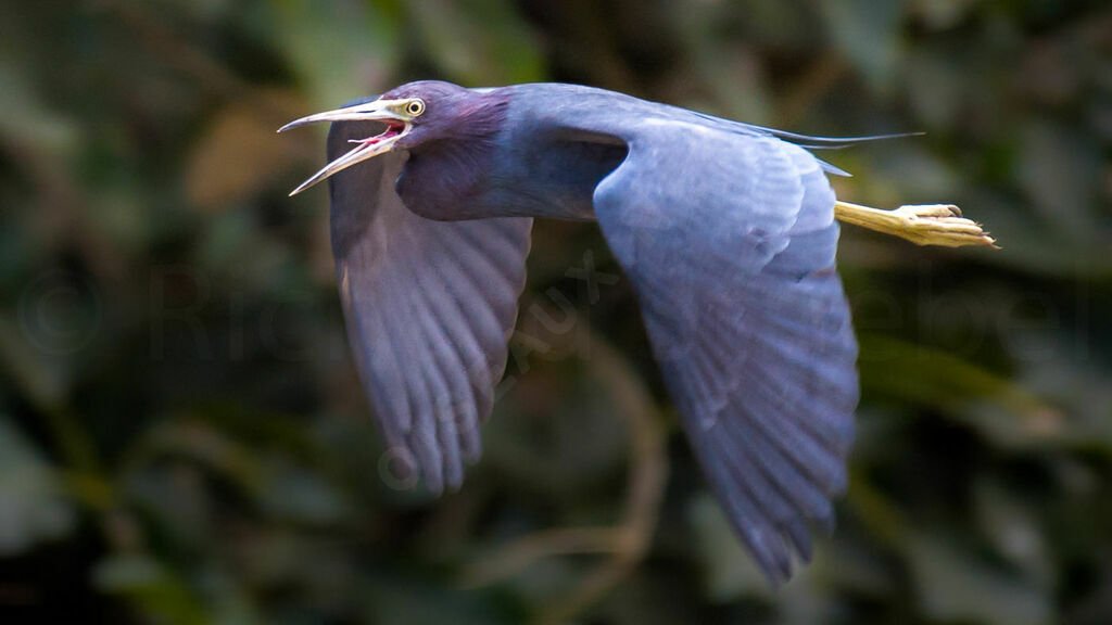 Little Blue Heron, Flight