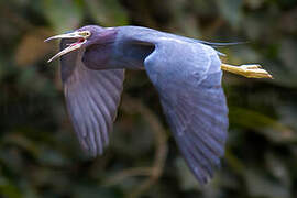 Aigrette bleue