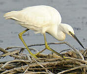 Aigrette garzette