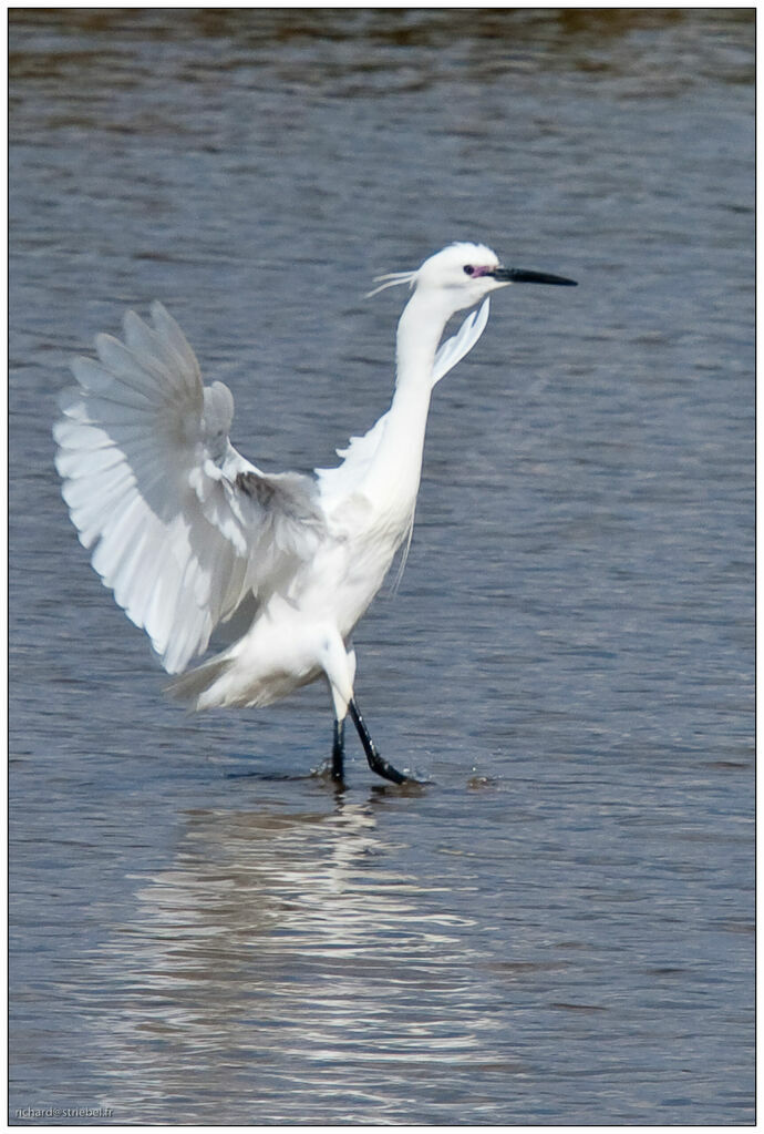 Aigrette garzette