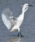 Little Egret