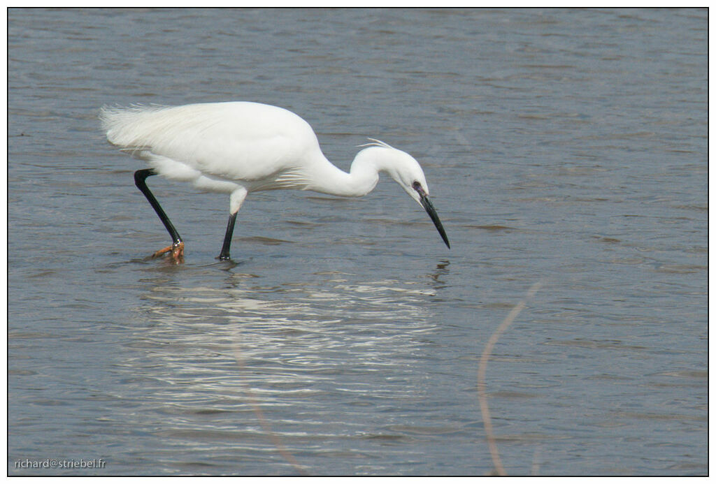 Little Egret