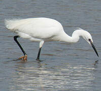 Aigrette garzette