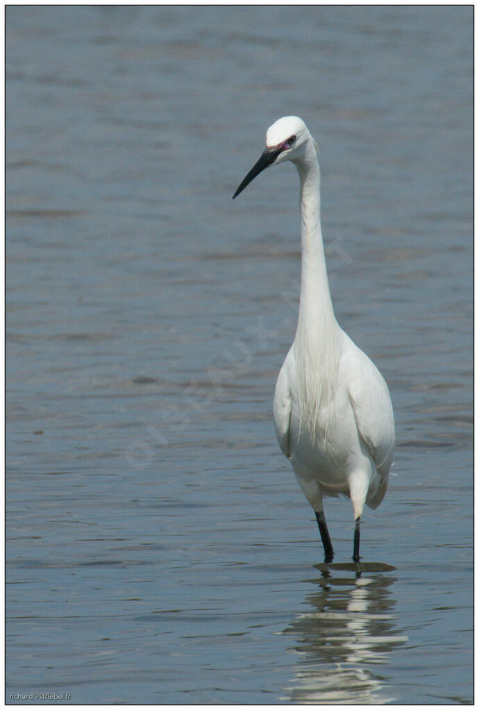 Aigrette garzette