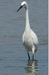 Aigrette garzette