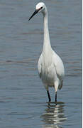 Little Egret