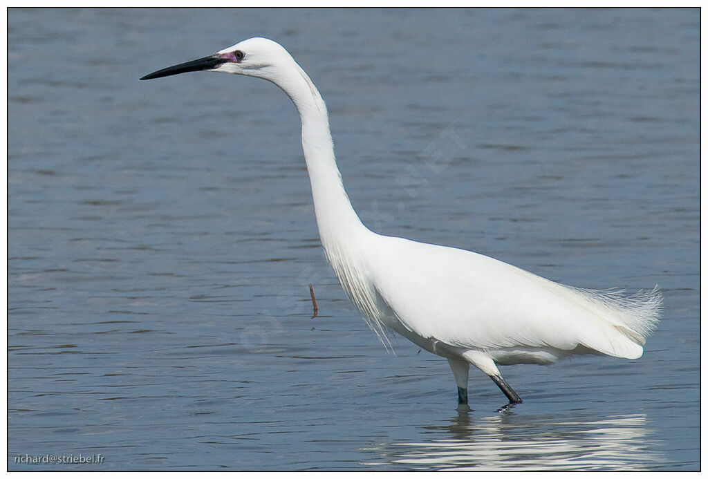 Aigrette garzette