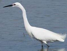 Little Egret