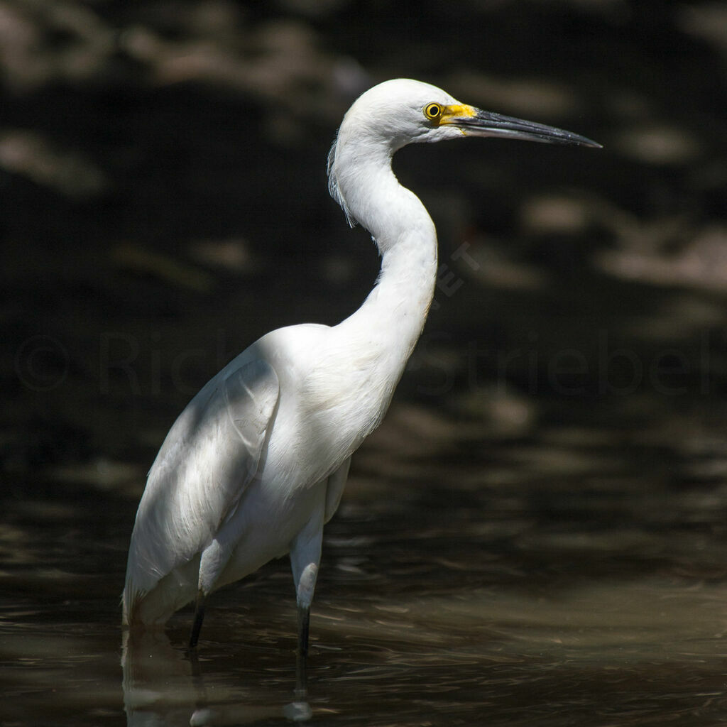 Snowy Egret