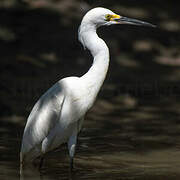 Snowy Egret