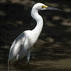 Aigrette neigeuse