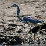 Aigrette tricolore