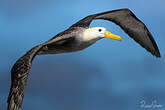 Albatros des Galapagos