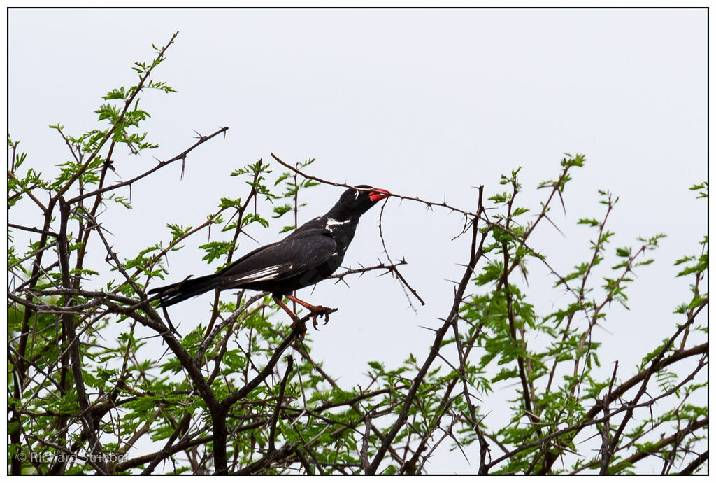 Red-billed Buffalo Weaver