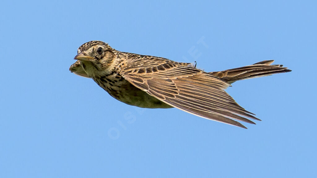 Eurasian Skylark, Flight