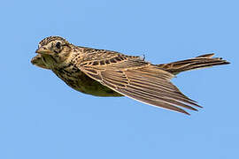 Eurasian Skylark