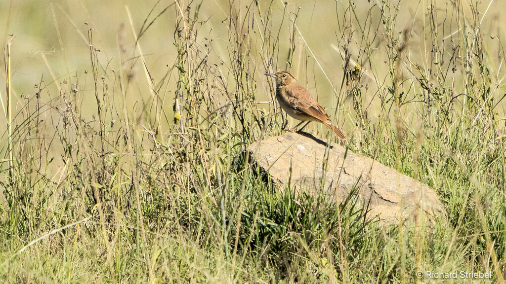 Alouette du Transvaal