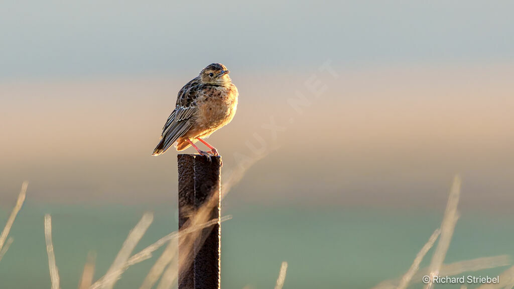 Alouette éperonnée