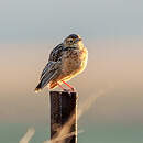 Alouette éperonnée