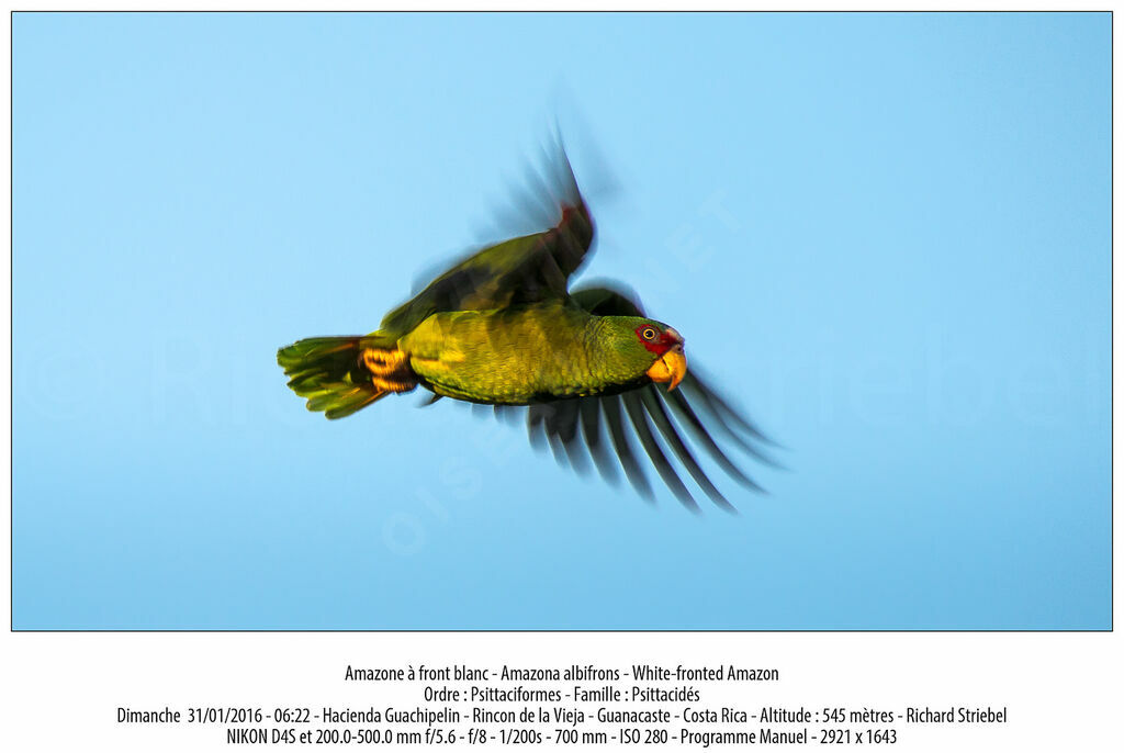 White-fronted Amazon