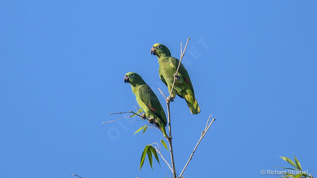 Amazone à front jaune