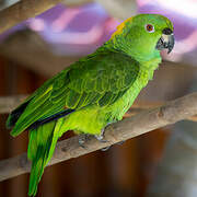 Yellow-naped Amazon