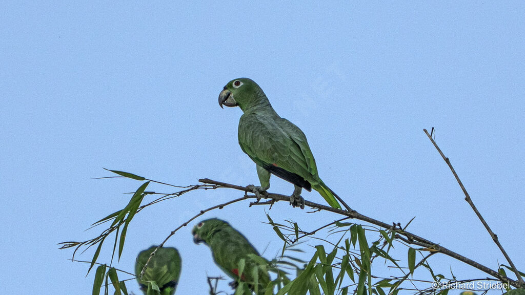 Mealy Amazon
