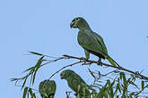 Amazone poudrée