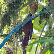 Ruddy Treerunner