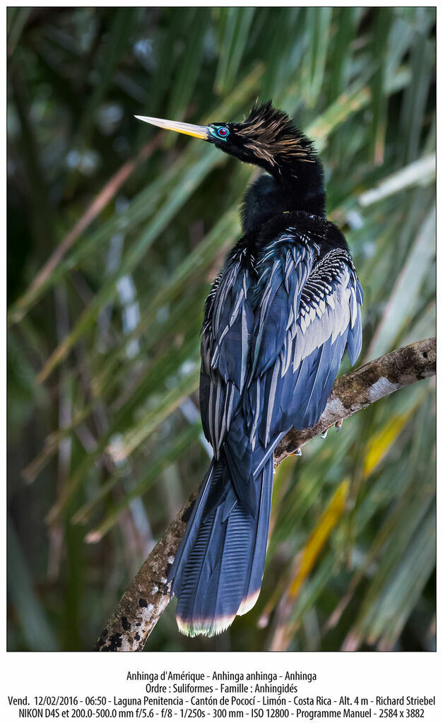 Anhinga d'Amérique