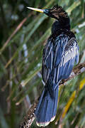 Anhinga