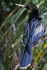 Anhinga d'Amérique