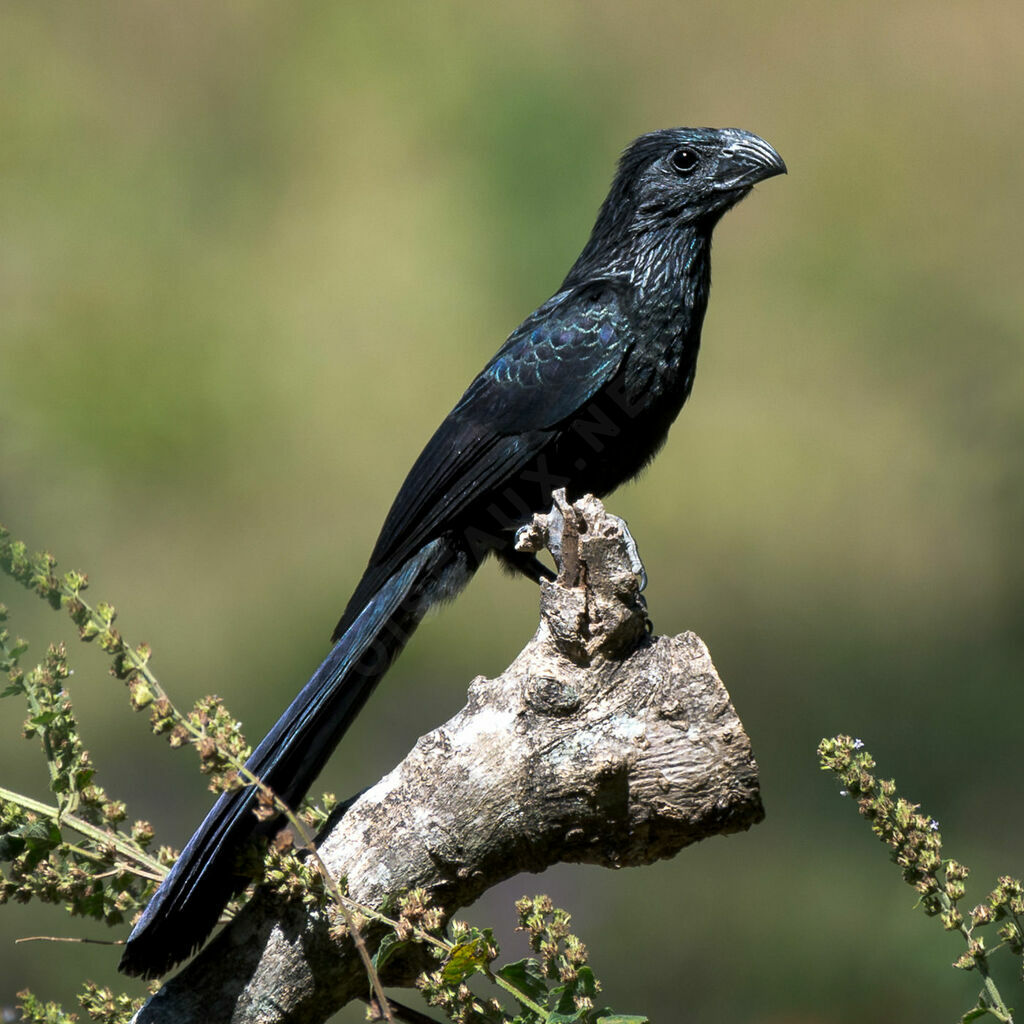 Groove-billed Ani